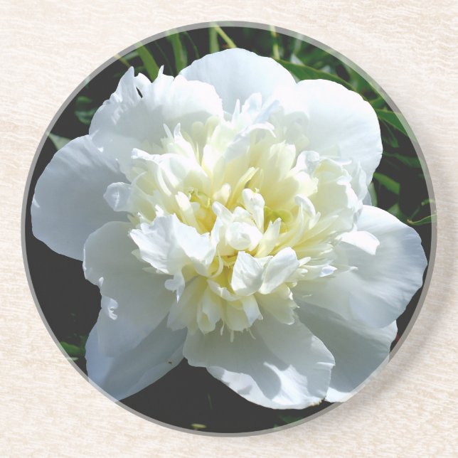 Elegant vit peony-blommigt, vit blomma underlägg (Framsidan)