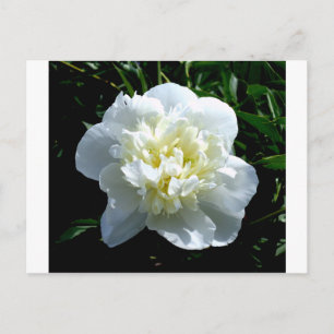 Elegant vit peony-blommigt, vit blomma vykort