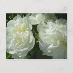 Elegant vit peony-blommigt, vit blomma vykort