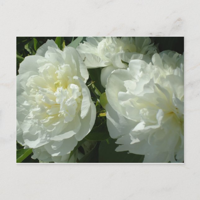 Elegant vit peony-blommigt, vit blomma vykort (Framsida)