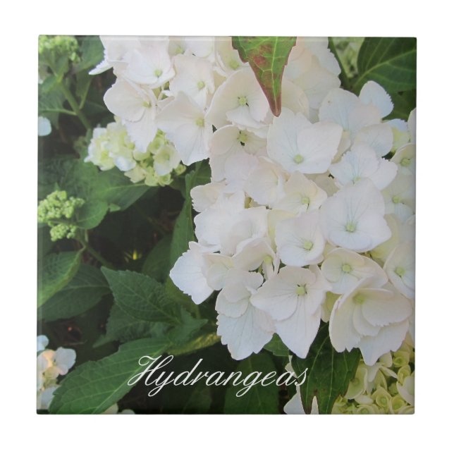 Elegant Vita Hydrangeas Kakelplatta (Framsidan)