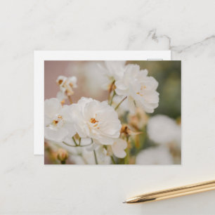 Elegant vita Korbinrosor Romantiskt fotografi Vykort