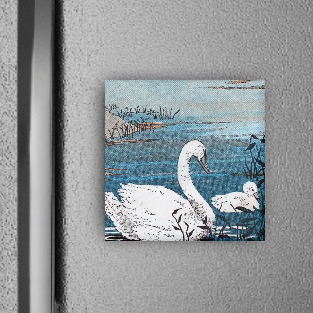 Elegant Vita Svan med Baby Magnet (elegant white swan swimming in blue lake with baby swan on square magnet.)
