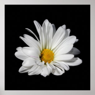 Elegant vitdaisyblomma poster