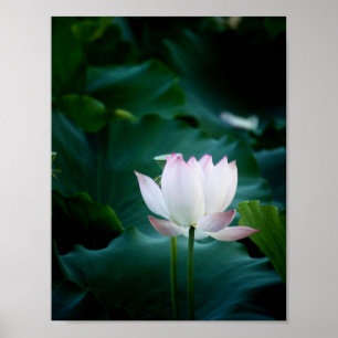 Elegant vitlotusblommablomma poster