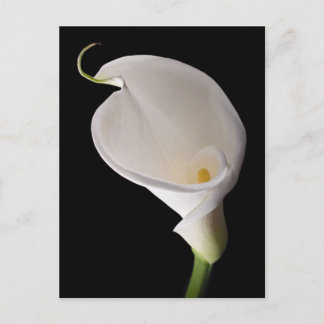 Elegant white calla lily vykort