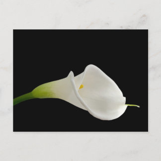 Elegant white calla lily vykort