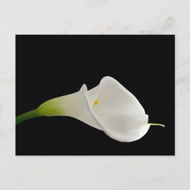 Elegant white calla lily vykort (Framsida)