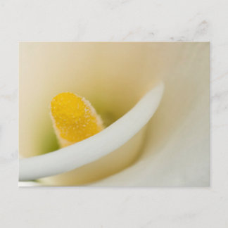 Elegant white calla lily vykort
