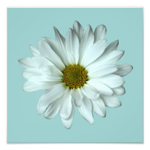 Elegant White Daisy Photo Print Fototryck
