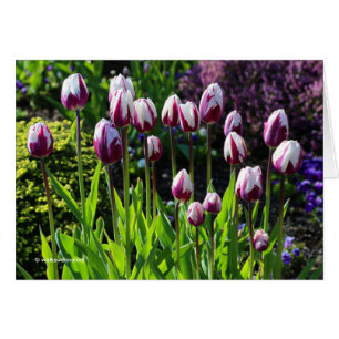 Elegant White Lila Flaming Flagga Triumph Tulips Hälsningskort