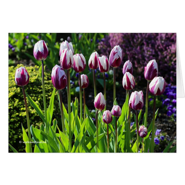 Elegant White Lila Flaming Flagga Triumph Tulips Hälsningskort (Framsidan Horizontal)