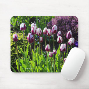 Elegant White Lila Flaming Flagga Triumph Tulips Musmatta