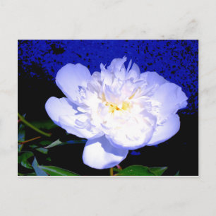 Elegant White lila Peony Vykort