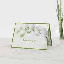 Elegant White Orchid Flowers Grönt Buds Romantic