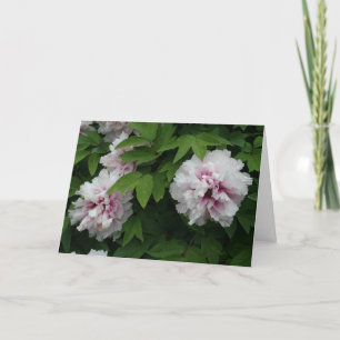 Elegant White Peonies Flowers Photo Sympathy Kort