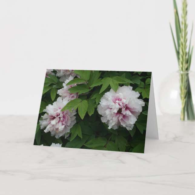 Elegant White Peonies Flowers Photo Sympathy Kort (Framsida)
