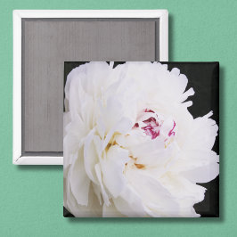 Elegant White Peony med Lila Magnet