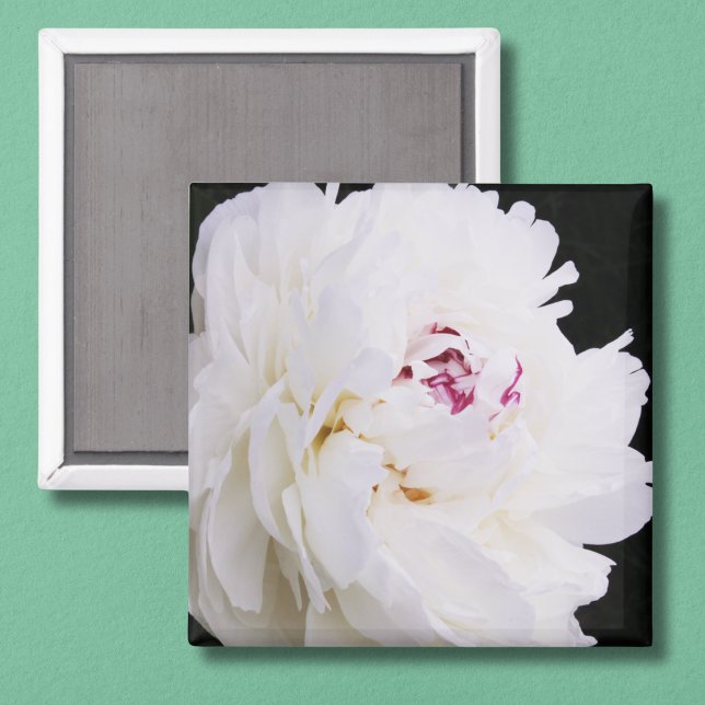 Elegant White Peony med Lila Magnet (Skapare uppladdad)
