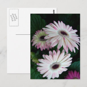 Elegant White & Rosa Gerber Daisy Blommigt Vykort