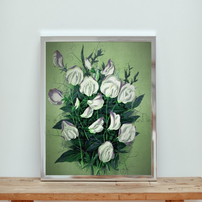 Elegant White Sweet Pea Flowers Fototryck (Skapare uppladdad)