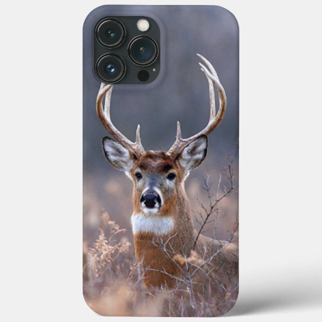 Elegant Whitetail Hjort Winter Season-foto (Baksida)
