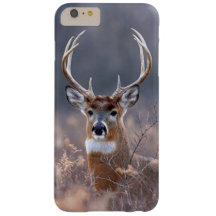 Elegant Whitetail Hjort Winter Season-foto