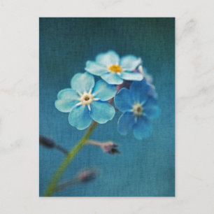 Eleganta blå blommor Förgätmigej Vykort