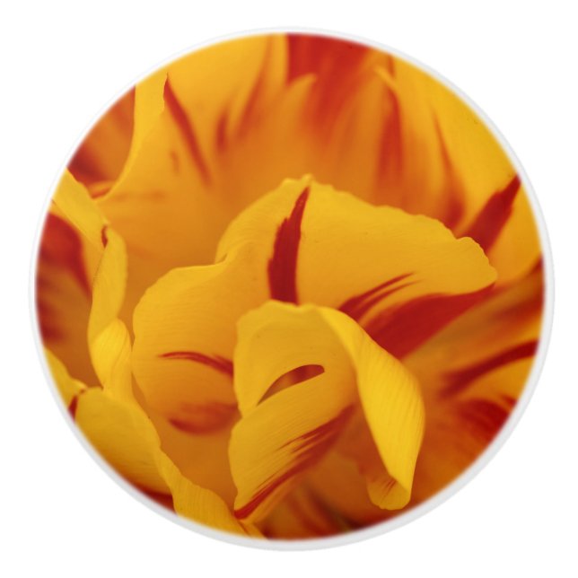 Eleganta blommande röda och gyllene Monsella tulpa Knopp (Framsidan)