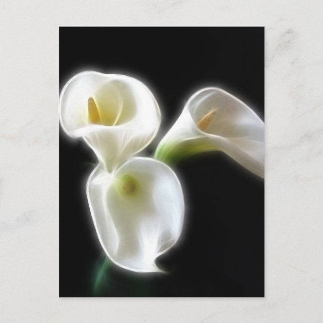 Eleganta Calla Lily Blommor 6 Moderna Vykort (Framsida)