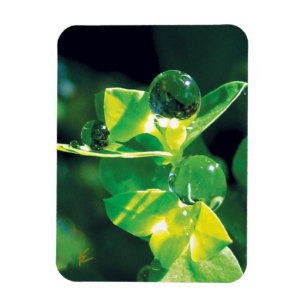 Eleganta daggdroppar på gröna blad magnet