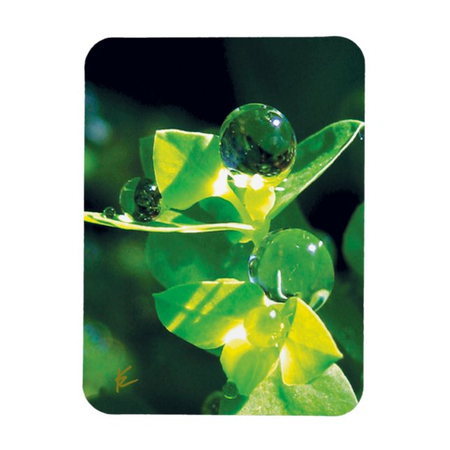 Eleganta daggdroppar på gröna blad magnet (Vertikal)