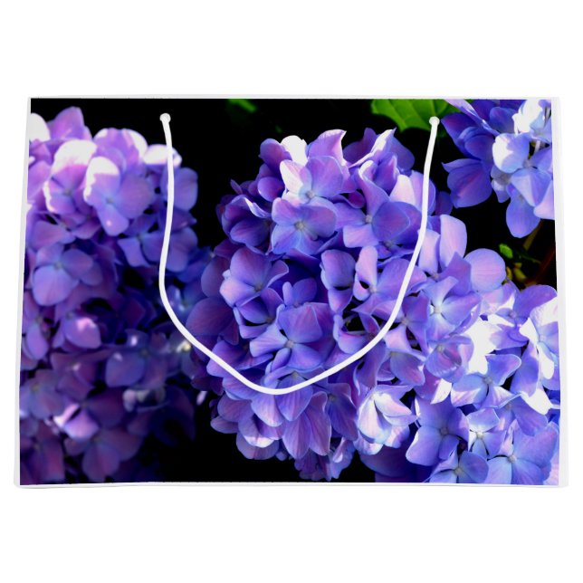 Eleganta djupröda blommande periwinkle hortensior (Framsidan)