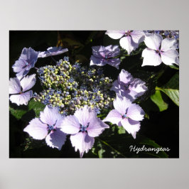 Eleganta hortensior poster
