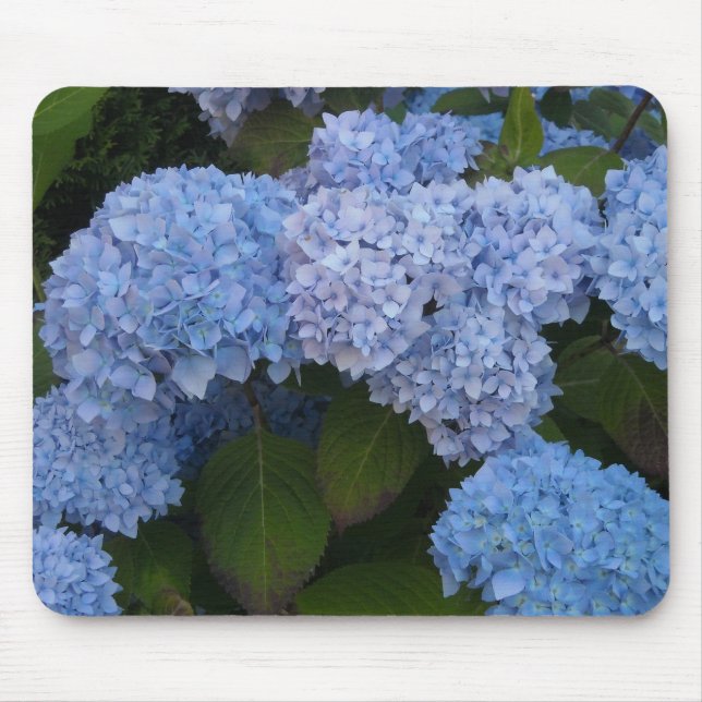 Eleganta Hydrangeor Musmatta (Framsidan)