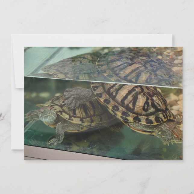 Eleganta Jordnära Sköldpaddor Vatten Reflektion Ko Inbjudningar (Framsida)