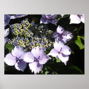 Eleganta Mauve Hydrangeor Poster