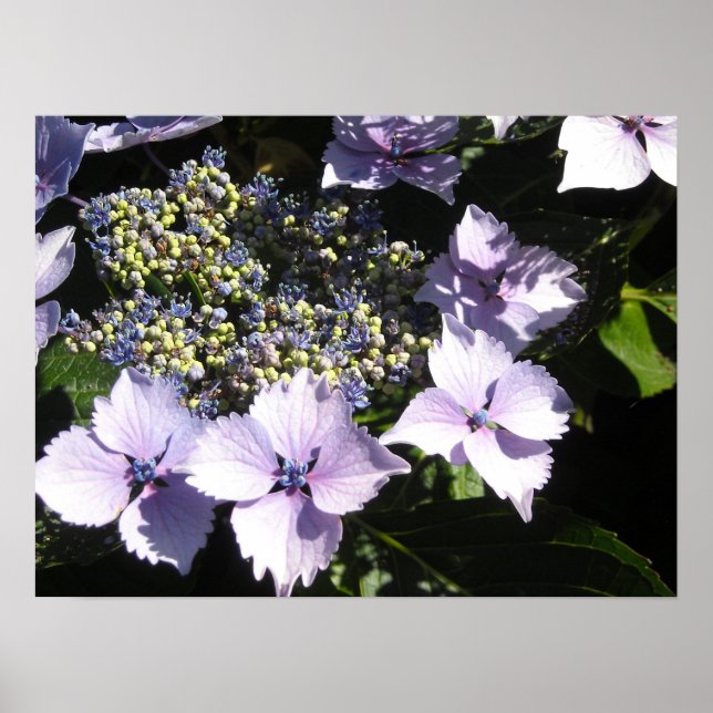 Eleganta Mauve Hydrangeor Poster (Framsidan)
