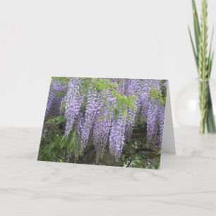 Eleganta moderna lila Wisteria-blommor tillfriskna Kort