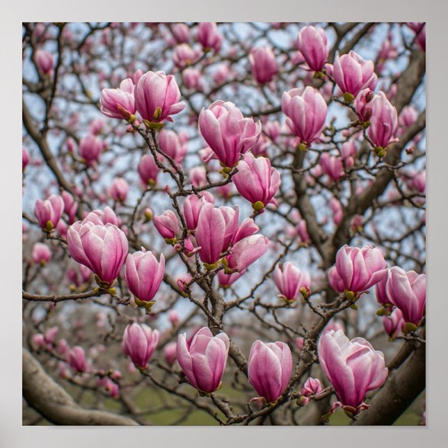 Eleganta rosa magnoliablommor poster (Framsidan)