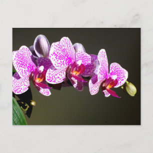 Eleganta rosa orkidéer, rosa tropiska blommor foto vykort