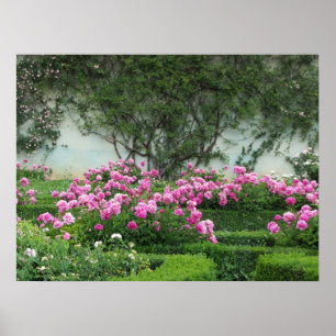 Eleganta rosa rosor poster
