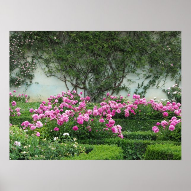 Eleganta rosa rosor poster (Framsidan)