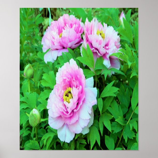 Eleganta rosa trädpionblommor med gul center poster (Framsidan)
