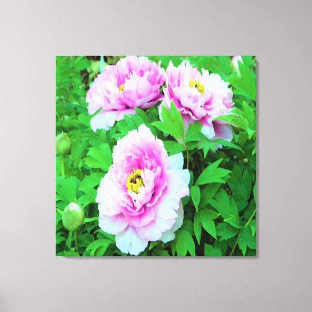 Eleganta rosa trädtolpeoner blommor med gul center canvastryck (Framsida)