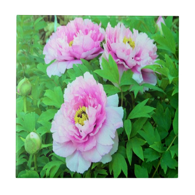 Eleganta rosa trädtolpeoner med gul centrum kakelplatta (Framsidan)