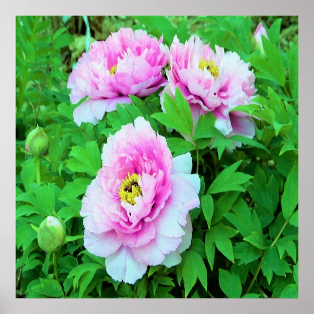 Eleganta rosa trädtujnor med gul center poster (Framsidan)
