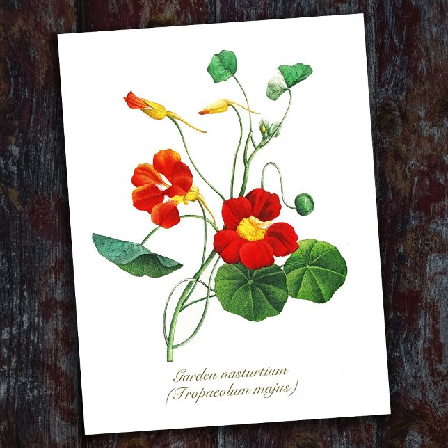 Eleganta Vintage Botaniska Blommor Nasturtium Vykort (Skapare uppladdad)