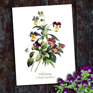 Eleganta Vintage Botaniska Blommor Stilla Penséer Vykort