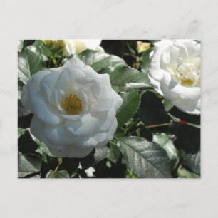 Eleganta vita rosor vykort